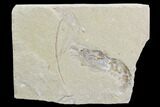 Cretaceous Fossil Shrimp - Lebanon #108160-1
